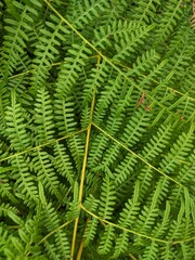 Close-Up of green fern leaves in nature