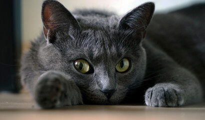 The Russian Blue cat (Arkhangelsk) is one of the most popular breeds of shorthaired cats.