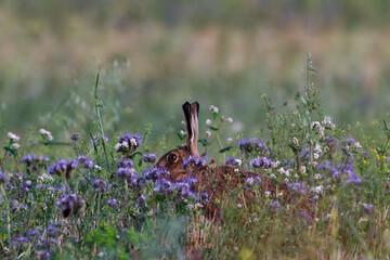 Wild Brown Hare Hiding in Wildflowers