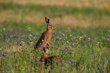 Alert Brown Hare Standing in Wildflower Meadow