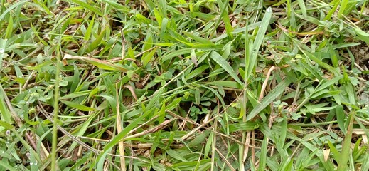green grass in the garden
