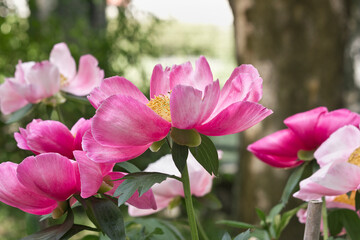 Naklejka premium Pink peonies close-up. Flowering garden peonies