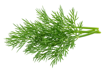 Fresh Dill Sprigs, Isolated