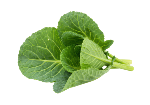 Isolated Fresh Green Collard Greens Bunch with Detailed Texture
