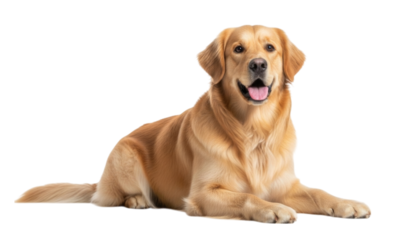 Friendly golden retriever sitting gracefully on solid white surface cutout isolated on transparent bg, png