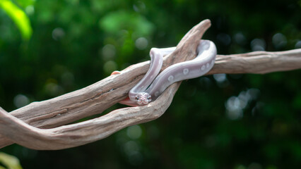 A beautiful Lavender Ball Python (Python regius) with soft lavender tones and distinct white markings rests calmly on a twisted wooden branch in a lush green environment.