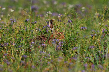 Camouflaged Brown Hare in Blooming Meadow