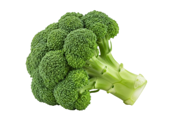 Isolated Fresh Green Broccoli Head Close-up with Detailed Texture