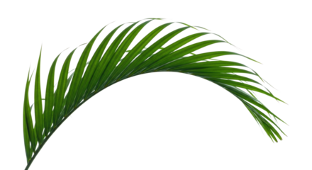Green palm leaf cutout isolated on transparent bg, png