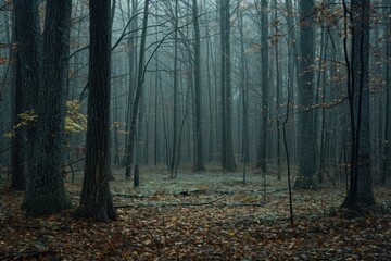 Forest woodland outdoors nature.