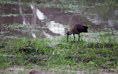 Hadada ibis in the Okavango delta