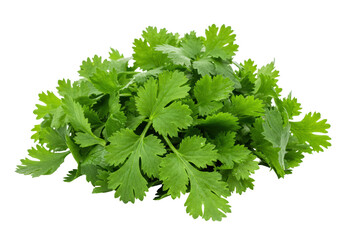 Isolated Fresh Cilantro Herb Bunch for Flavorful Cooking and Garnish