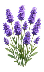 Naklejka premium A bunch of vibrant purple lavender flowers with green stems and leaves is depicted on transparent background.