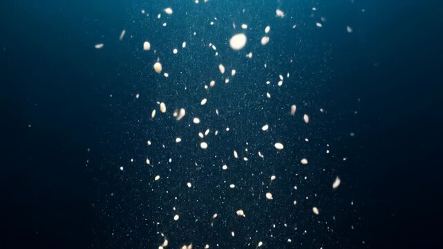 Deep Ocean Plankton and Marine Snow