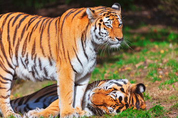 Two Siberian tigers rest in a grassy area, showcasing their striking orange and black striped coats. One tiger stands on the grass, another tiger lies peacefully with eyes closed