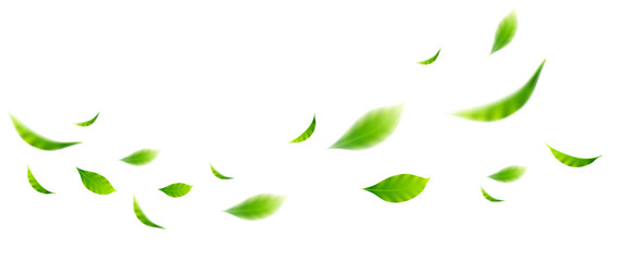 flying leaves on white background for design elements