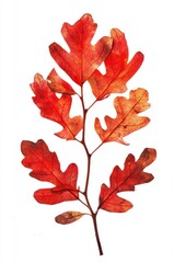 Fototapeta premium Real Pressed a oak leaves leaf plant red.