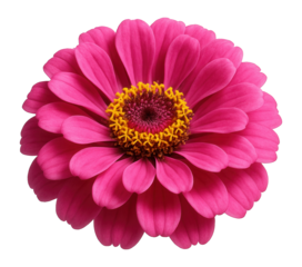 Vibrant pink zinnia flower with a yellow center displaying intricate petal patterns on transparent background.