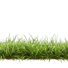 Fototapeta premium Close up fresh green grass isolated on transparent background for design element