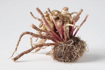 Obraz premium Finger root cluster