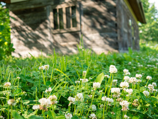 Log Cabin in Dappled Sunlight with Blooming White Clover in the Foreground