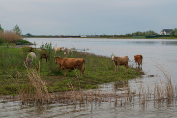 Grazing cows on the banks of the Gandurino River in the Volga Delta on a sunny summer day, Obraztsovo-Travino, Kamizyaksky District, Astrakhan Region, Russia