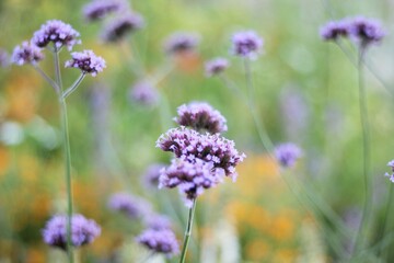 Beautiful flowers summer photo plant nature lovely art design background