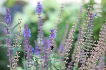 Beautiful flowers summer photo plant nature lovely art design background