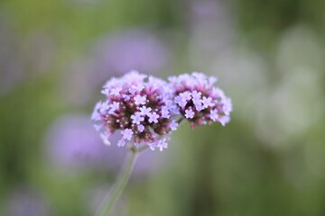 Beautiful flowers summer photo plant nature lovely art design background