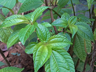 A close-up shot of the fresh, green leaves and stems of a nettle plant