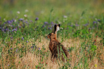 Brown Hare in Dry Grassland on Alert