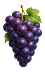 Fototapeta premium A realistic cluster of ripe, purple grapes with fresh green leaves on transparent background.