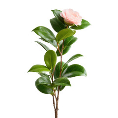 Obraz premium A beautiful pink flower atop a vibrant green stem with glossy leaves, perfect for adding a touch of nature's elegance and color to any design project.
