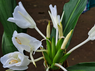 White Ginger Lily Flowers in Bloom (Hedychium coronarium)
