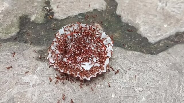 Fire ants are several species of ants in the genus Solenopsis, which includes over 200 species. Solenopsis are stinging ants, and most of their common names reflect this, for example, ginger ants and 