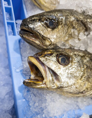 Hake in a fishmonger