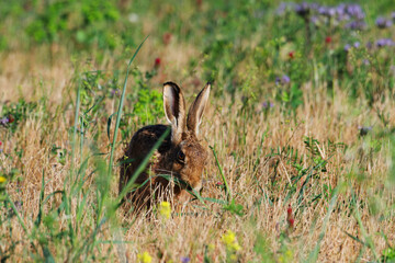 Brown Hare Resting in Dry Summer Grass