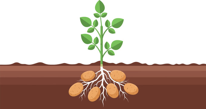 A potato plant with green leaves and several potatoes growing underground in brown soil illustration art