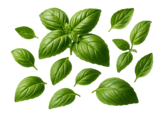 Fresh green basil leaves arranged in various orientations on transparent background.