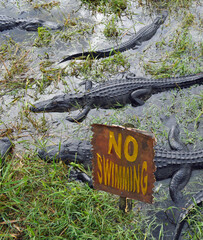 No swimming sign and American alligator in Florida , USA