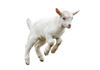 A cute baby goat kid with white fur, jumping and playing, isolated on transparent background