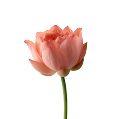 A delicate pink lotus flower stands gracefully against a white isolated background, showcasing its intricate petals and elegant form, symbolizing beauty and tranquility.