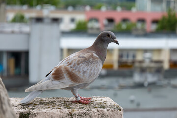 Pigeon standing on balcony railing in residential area