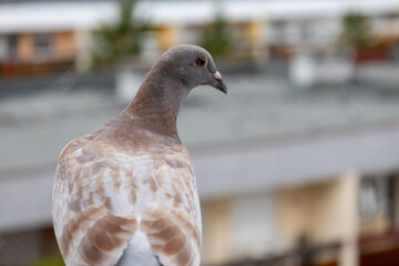 Close-up of a pigeon in urban environment