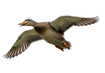 A mallard duck flying with wings spread wide, isolated on transparent background