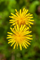 Gelbe Löwenzahnblüte, Makroaufnahme, Deutschland