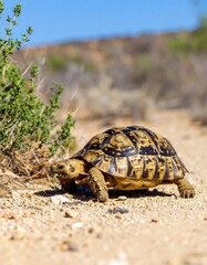Fototapeta premium Tortoise in desert