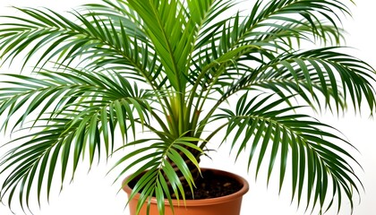 Fototapeta premium A vibrant and lush palm tree thriving in a terracotta pot. The bright green leaves offer a refreshing, tropical aesthetic.
