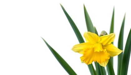 Fototapeta premium A close-up shot of a vibrant yellow daffodil with green leaves