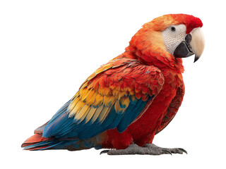 Fototapeta premium Colorful Parrot Isolated on Transparent Background for Creative Use